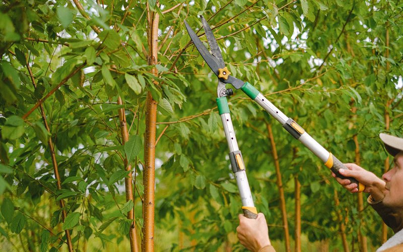 Tree trimming in Ellisville, IL